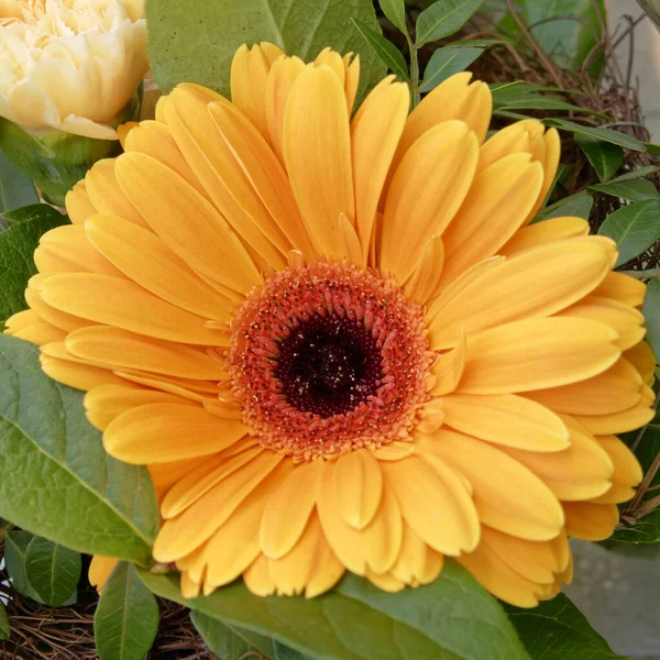 Oranžová Gerber Sedmikráska Květina Detailní Horní Pohled — Stock fotografie