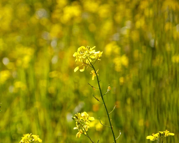 Fleurs Sauvages Jaunes Dans Les Prairies Fond Bokeh Fort — Photo