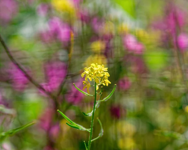 Lebendige Gelbe Wilde Lilienblüte Auf Buntem Blauem Wiesenhintergrund — Stockfoto