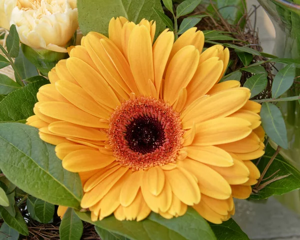 Oranžová Gerber Sedmikráska Květina Detailní Horní Pohled — Stock fotografie
