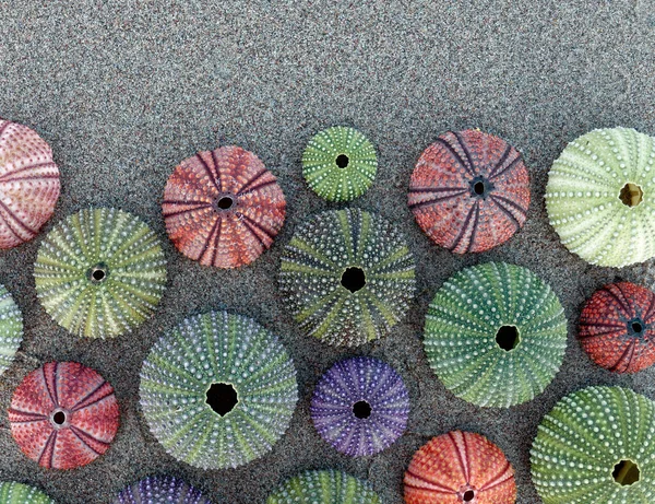 Conchas Erizo Mar Colores Vibrantes Playa Arena Oscura Espacio Para — Foto de Stock