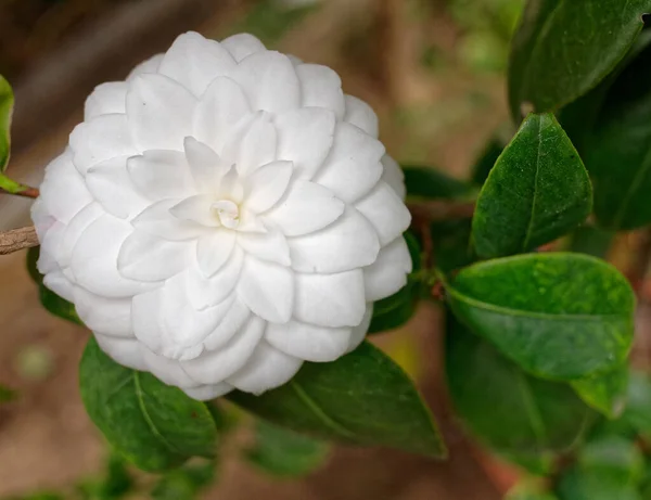 Χλωμό Λευκό Λουλούδι Camelia Closeup Στον Κήπο Θολή Φόντο — Φωτογραφία Αρχείου