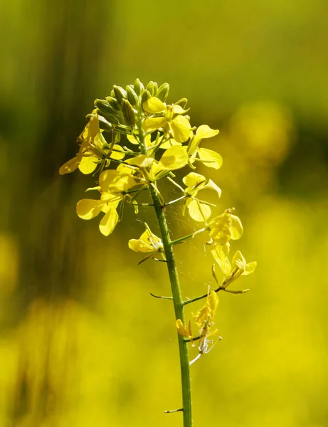 Fleur Lys Sauvage Jaune Vif Sur Fond Prairie Bleui — Photo