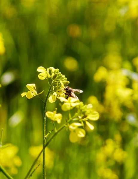 Mała Pszczoła Miodna Żółtych Kwiatach Niewyraźne Tło Łąki — Zdjęcie stockowe