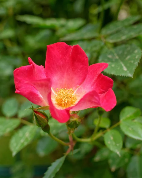 Rosa Vermelha Selvagem Flor Closeup Fundo Verde Natural — Fotografia de Stock