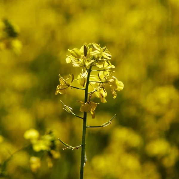 鮮やかな黄色の野生のユリの花が咲く草原の背景 — ストック写真