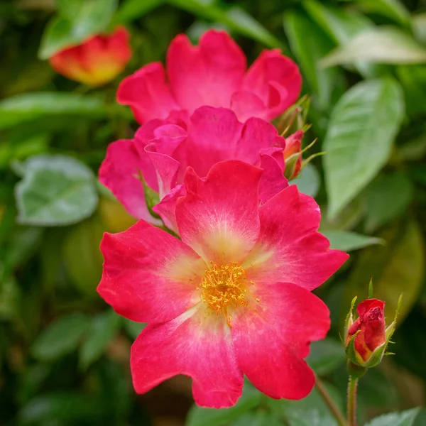 Bos Van Rode Wilde Roos Bloemen Levendige Groene Gebladerte Achtergrond — Stockfoto