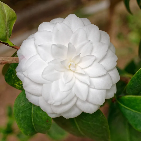Χλωμό Λευκό Λουλούδι Camelia Closeup Στον Κήπο Θολή Φόντο — Φωτογραφία Αρχείου