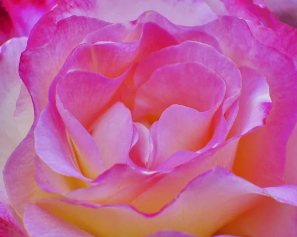 紫红色的蔷薇花柔软透风的特写作为自然的背景 — 图库照片