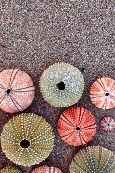 Colorful Sea Urchin Shells Wet Sand Top View Close Space — Stock Photo, Image