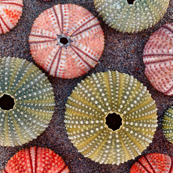 Conchas Erizo Mar Colores Sobre Arena Mojada Vista Superior Cerca — Foto de Stock