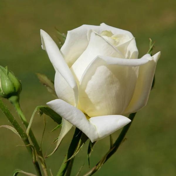 Χλωμό Λευκό Τριαντάφυλλο Λουλούδι Φυσικό Πράσινο Φόντο Ισχυρή Bokeh — Φωτογραφία Αρχείου