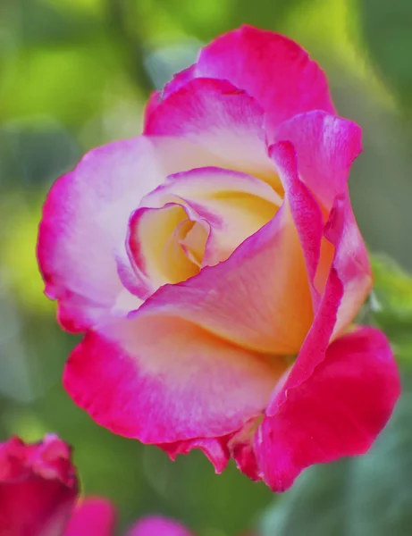 Colorido Rojo Blanco Naranja Rosa Flor Cerca Sobre Fondo Verde —  Fotos de Stock