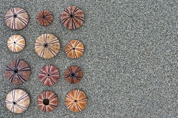 Reddish Sea Urchin Shells Wet Sand Top View Close Space — Stock Photo, Image