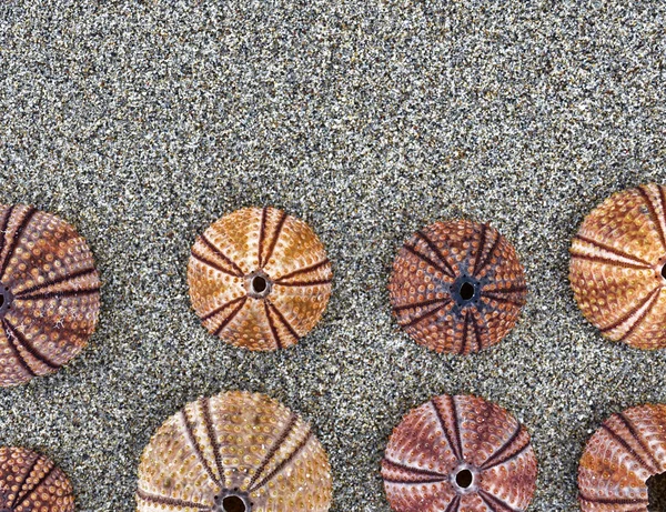 Reddish Sea Urchin Shells Wet Sand Top View Close Space — Stock Photo, Image