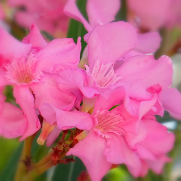 Rosa Oleanderblüten Natürlicher Strauß Nahaufnahme Leicht Verschwommener Bildrand — Stockfoto