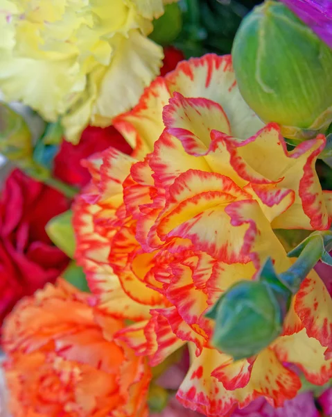 Красочные Гвоздичные Цветы Вид Сверху Природный Фон — стоковое фото