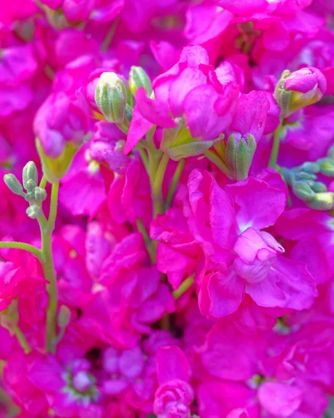 Violetas Vibrantes Cerca Vista Superior Fondo Natural — Foto de Stock