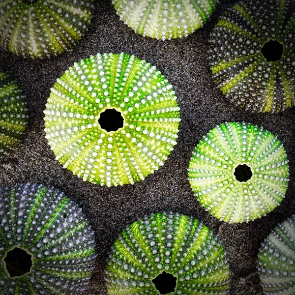 Green Sea Urchin Shells Dark Sea Sand Background Filtered Image — Stock Photo, Image