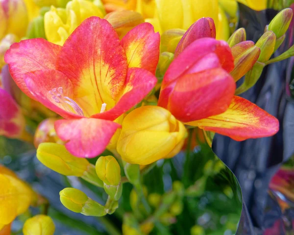 Färgglada Freesia Blomma Närbild Ovanifrån — Stockfoto