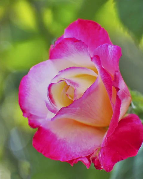 Kolorowe Czerwony Biały Pomarańczowy Kwiat Róży Zbliżenie Zielonym Naturalnym Tle — Zdjęcie stockowe