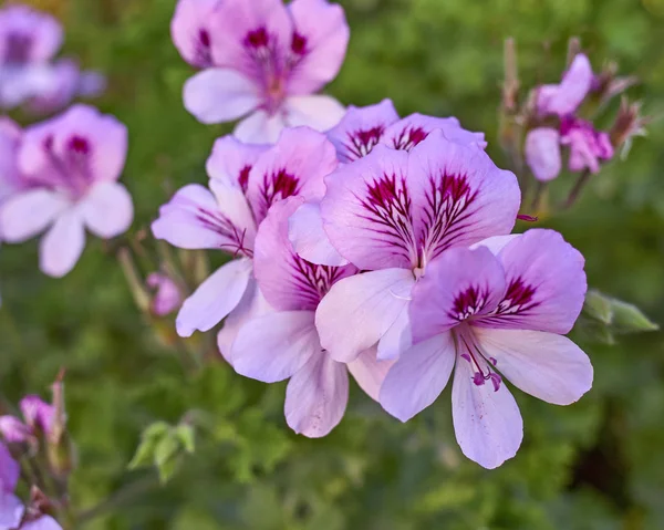 粉色和紫罗兰色的盆栽花朵紧挨花园 — 图库照片