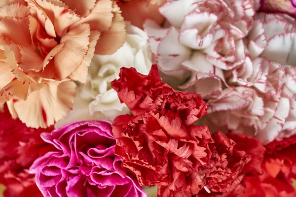 Karanfil Çiçeklerinin Çeşitliliği Izole Üst Görünüm Renkli Doğal Arkaplan — Stok fotoğraf