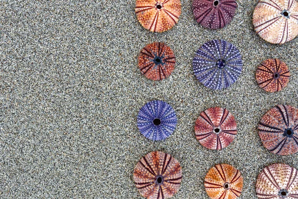 Colorful Sea Urchin Shells Wet Sand Top View Close Space — Stock Photo, Image