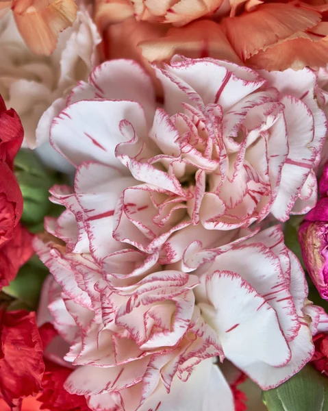 Beyaz Pembe Karanfil Çiçekleri Izole Üst Görünüm Renkli Doğal Arkaplan — Stok fotoğraf