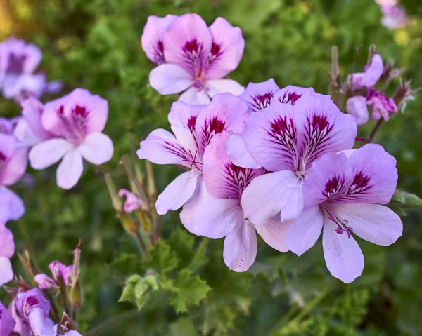 Rosa Och Violett Rgade Pelargonium Blommor Trã Dgã Rden — Stockfoto