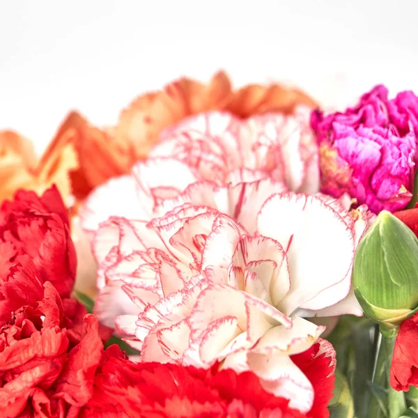 Разноцветные Гвоздичные Цветы Белом Фоне Мягкие Воздушные — стоковое фото