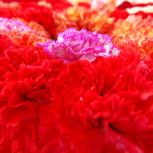 Carnation Flowers Natural Background Focus Pink Strong Front Back Blur — Stock Photo, Image