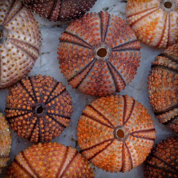 Reddish Orange Colorful Sea Urchins Wet White Marble Top View — 스톡 사진