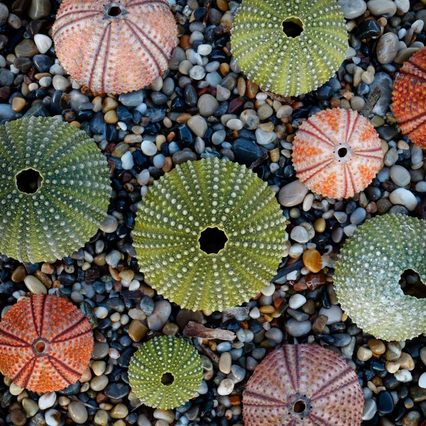 ぬれた小石のビーチトップビューのカラフルなウニの様々なフィルタリング画像 — ストック写真