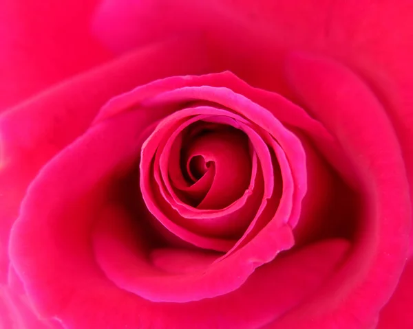 Вид Сверху Цветка Красной Розы Естественный Фон — стоковое фото