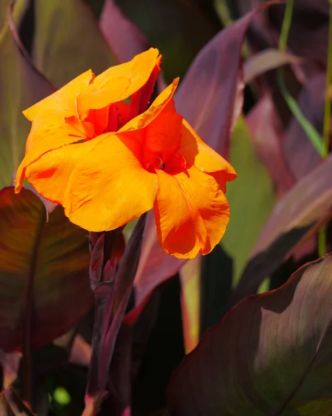 Vibrant Orange Gladiolus Fleur Rtopique Près Dans Jardin — Photo