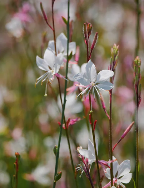 小的白色粉红野花在自然模糊的背景下紧密相连 — 图库照片