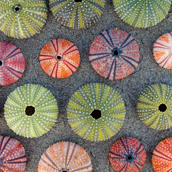 Multi Colored Sea Shells Wet Sand Top View Close — Stock Photo, Image