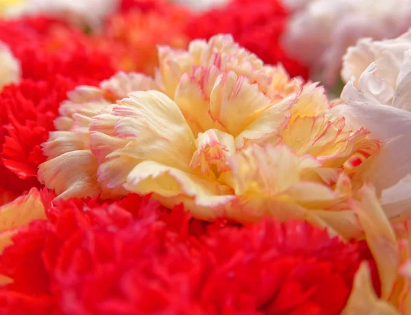 Flores Cravo Suaves Arejadas Perto — Fotografia de Stock