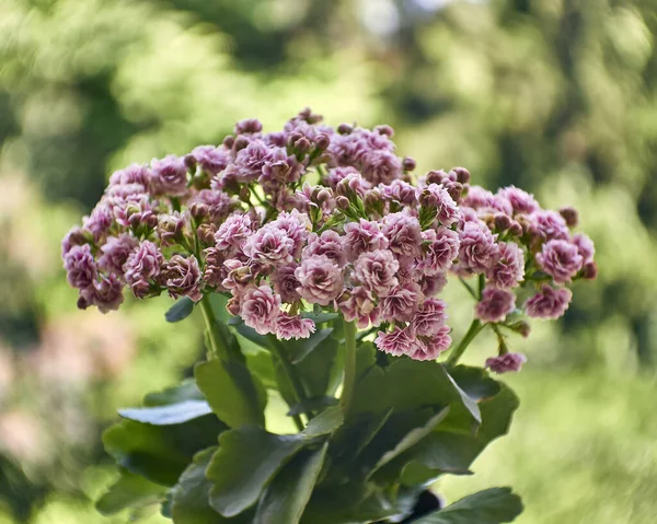 Kalanchoe Blumen Natürlichen Strauß Auf Verschwommenem Hintergrund Schwarz Weiß Foto — Stockfoto