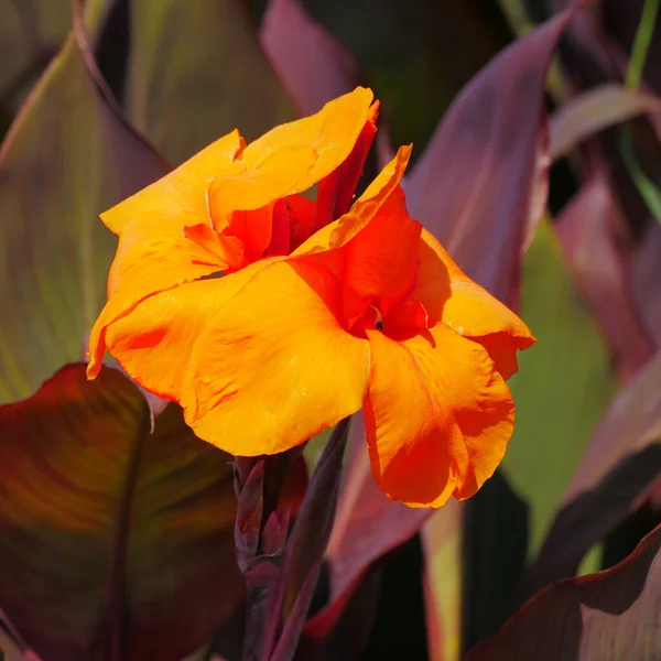 Vibrant Orange Gladiolus Fleur Rtopique Près Dans Jardin — Photo