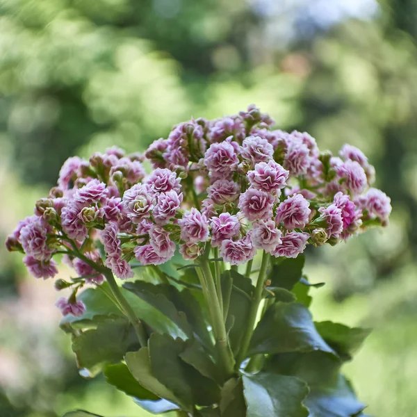 Kalanchoe Fleurs Bouquet Naturel Sur Fond Flou Photo Noir Blanc — Photo