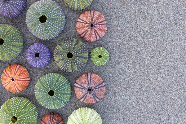 Wet Sand Background Various Colorful Sea Urchins Space Your Text — Stock Photo, Image