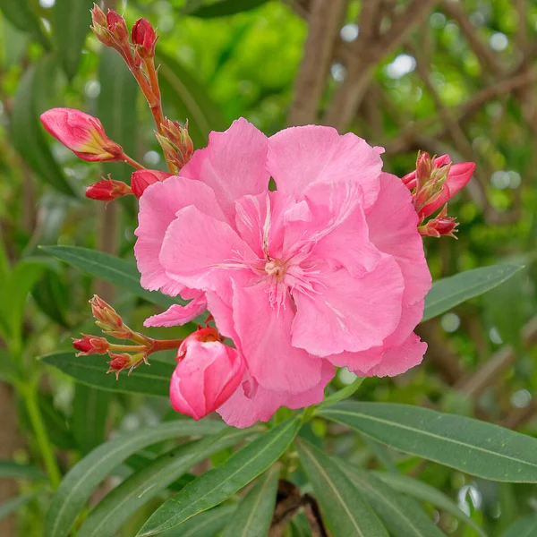 Levande Rosa Oleander Närbild Trädgården — Stockfoto