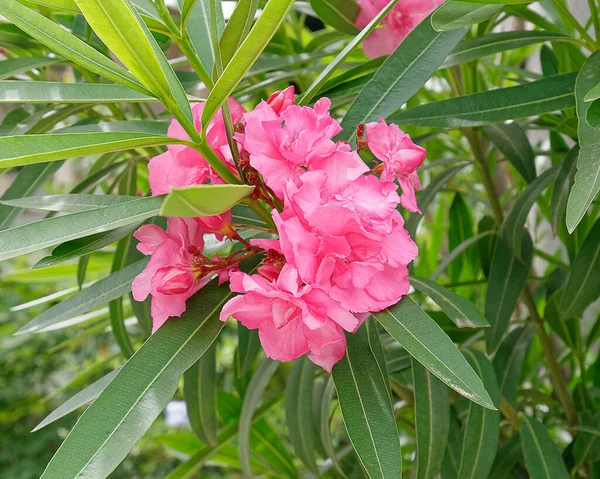 Vibrante Oleandro Rosa Vicino Giardino — Foto Stock