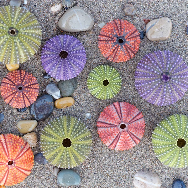 Пляж Мокрым Песком Разноцветные Морские Ежи Закрывают Вид Сверху — стоковое фото