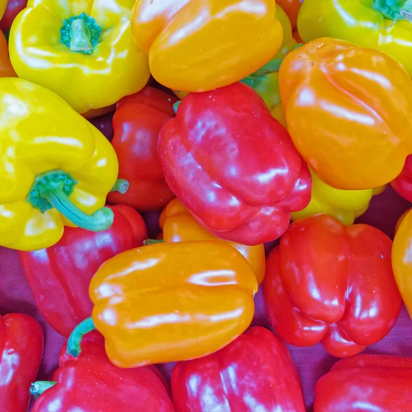 Karmaşık Renkler Dolma Biber Üst Görünümü Kapatır Organik Gıda Arka — Stok fotoğraf