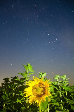 star yollar ile gece gökyüzünde güzel ayçiçeği çiçeği