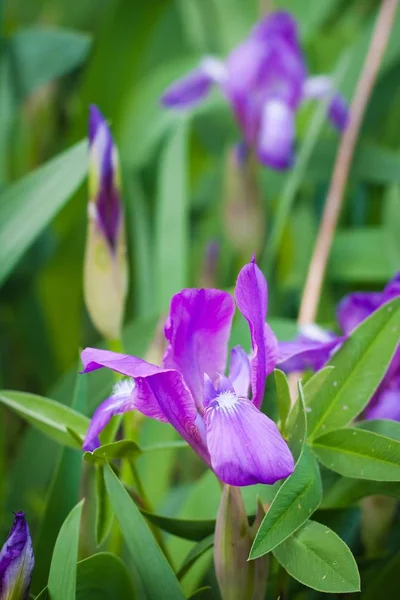 Květiny Iris Cibule Jarní Pole Mělké Dof Příroda Flora Foto — Stock fotografie
