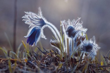 Bush pasqueflowers, sıcak ve erken Bahar alacakaranlık sahiptir